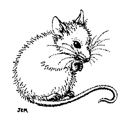 mouse